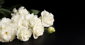 Lee más sobre el artículo Significado del color de las rosas como flores funerarias