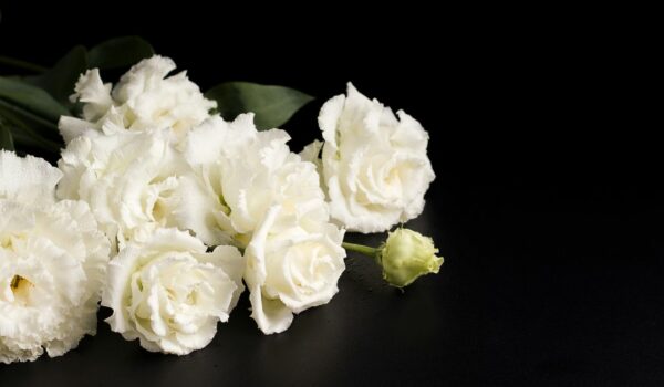 Significado del color de las rosas como flores funerarias
